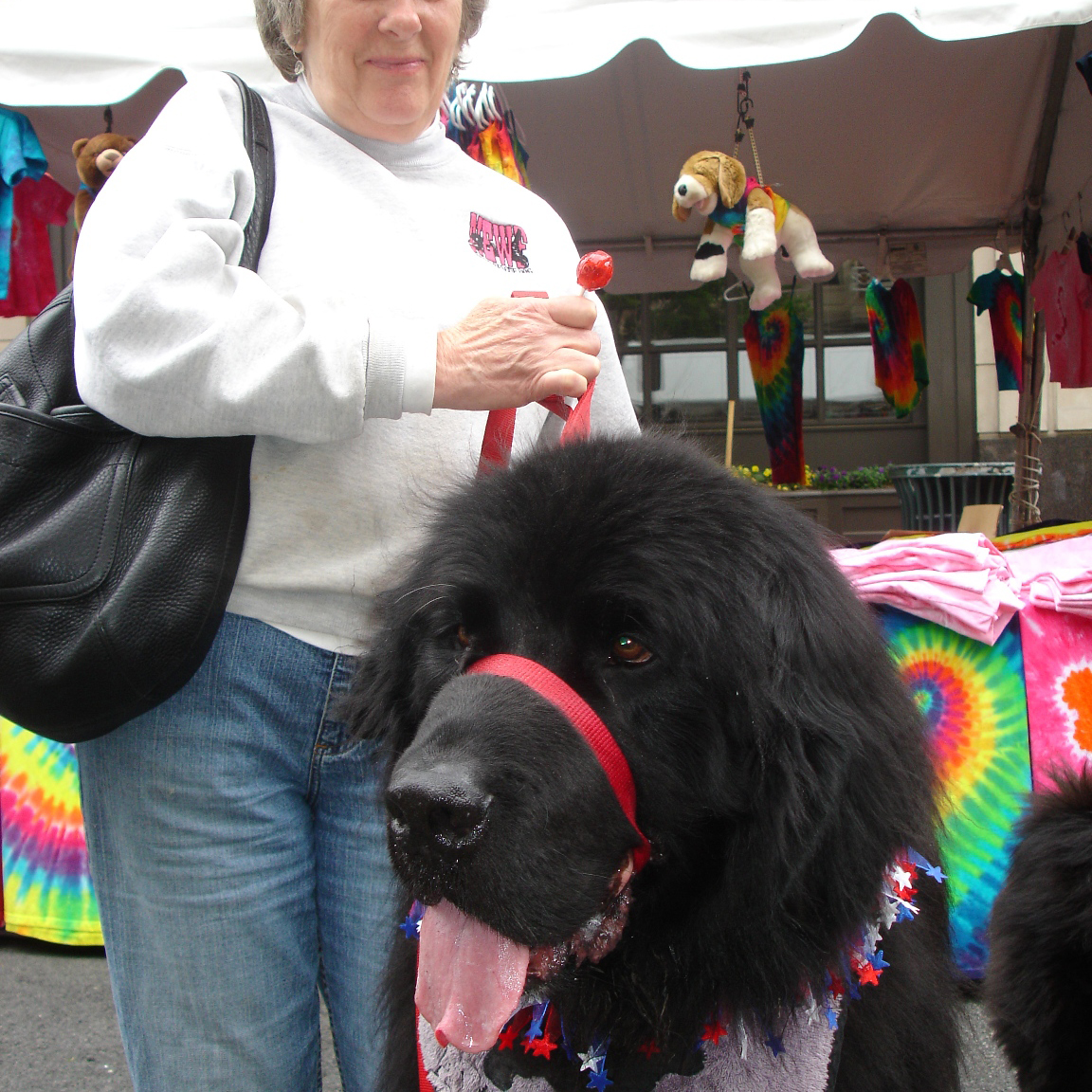 Pet Fiesta | Outdoor Festival | Reston Town Center