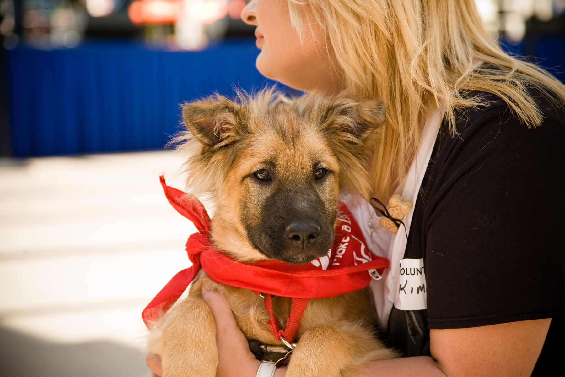 Volunteer | Pet Fiesta | Pet Adoption Event | Reston VA